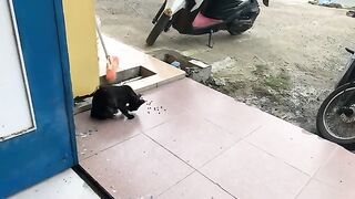 Hungry Wild Black Cat #feedingstraycats