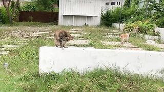 Waiting For Best Friends, To Feed Them #feedingstraycats #abandonedcat