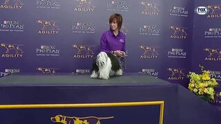 Check out the best of the 2019 WKC Masters Agility Championship | SPORTS