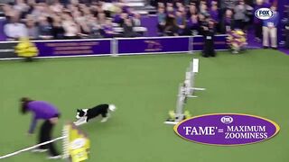 Watch 5 of the best WKC Dog Show moments to celebrate National Puppy Day