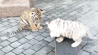 The Adorable Side of the Jungle King: Tigers in Their Cutest Moments