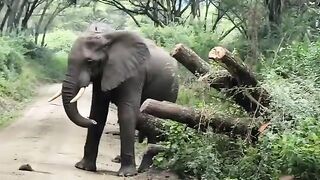 "Adorable and Funny Elephants: A Joyful Moment!"