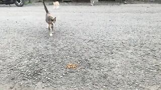 A Magnificently Beautiful orange stray cat.