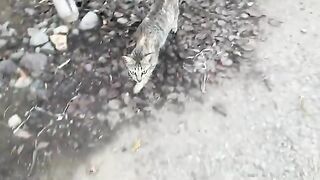 A friendly stray cat tries to befriend me