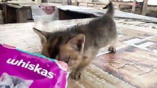 Orphaned Kitten Found Sick And Hungry