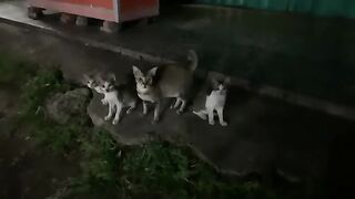 stray cat feeding babies and bite other kitty