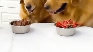 Adorable funny dogs  ????????