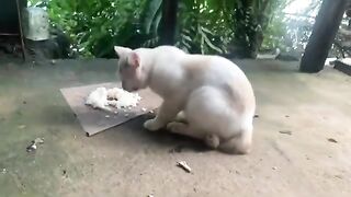 Feeding Stray Cats Hungry