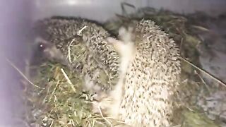 Hedgehogs do THAT sideways