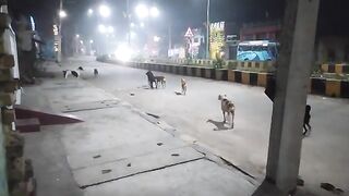 Gang fight between street dogs