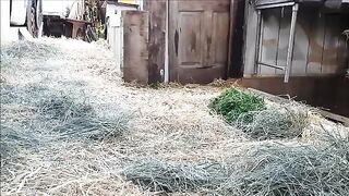 Guinea Pig Herd