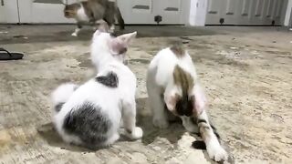 Feeding Two Cute Kittens