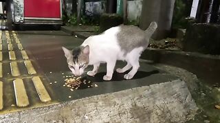 After the Rain Stops Going Out to Feed the Stray Cats