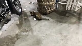 Hungry Cat On The Street