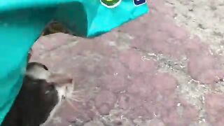 Hungry Kitten On The Street