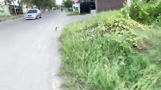 Feeding Stray Kittens