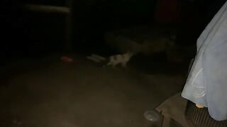 Feeding Stray Cats Behind the House at Night