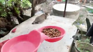 Feeding Stray Cat