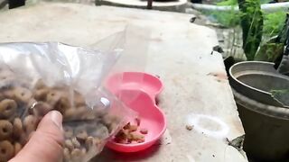 Feeding Stray Cats, But They're Afraid