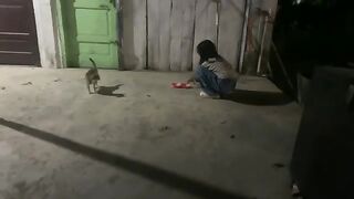 Feeding Stray Cats, But They're Afraid