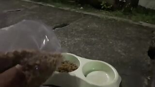 Feeding Stray Cats at Night