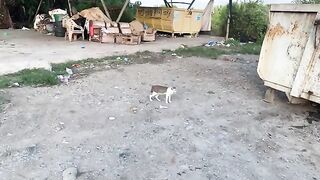 Poor Hungry Stray Cat Looking For Food From Garbage Container