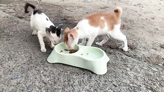 3 kittens very hungry but still scared of me