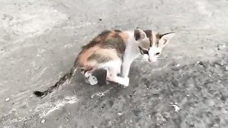 An orphaned little Kitten approaches me and wants to tell me that she is hungry