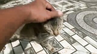 Very Friendly Tabby Cat