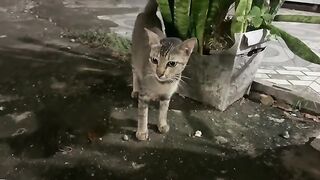 Poor Mother Cat, Meow Is Crying Because Her Child Is Missing