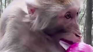 Monkey Eating