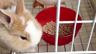 "Too Cute to Handle! Adorable Bunny and Duck Enjoying a Meal Together"