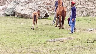 Ao tom be chakar lago ak bar