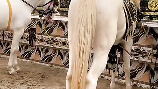 Horse video and beautiful ❤️❤️