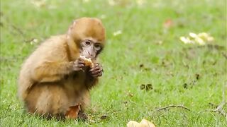 Funny and Cute Monkey video