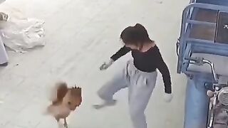 The rooster regretted attacking the girl