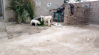 Crazy Dog & Sheep