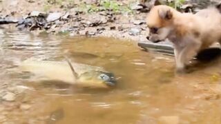 Dog save the Fish