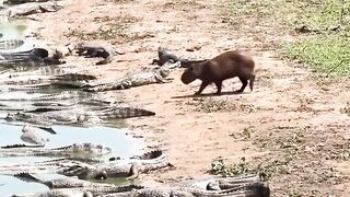 LE CAPYBARA