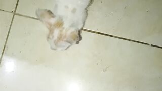 Kucing