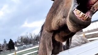 Snack time for horses ????