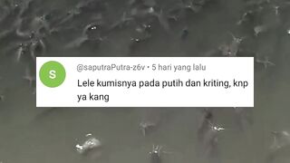 Cara mengobati penyakit KUMIS KERITING pada ikan lele