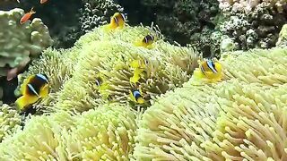 Beutiful fish aquarium ocean