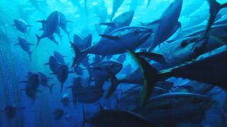 Under Water World | Nature Video | Relaxing World