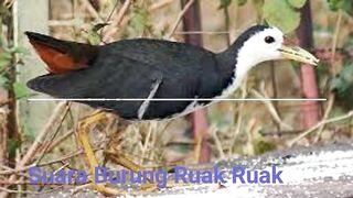 suara burung ruak ruak