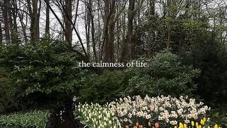 The calmness of life