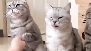 So much purrsonalities in one clip