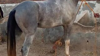 Horse video and vlog upload video