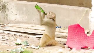 Monkey Drunk