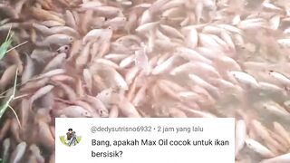 Apakah Maxoil bisa untuk ikan BERSISIK❓